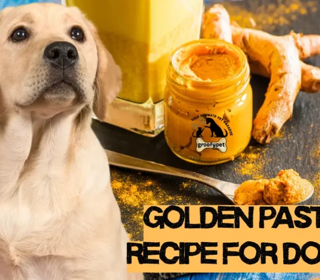 Golden Paste Recipe for Dogs: The Loving Secret to a Happier, Healthier Pup!