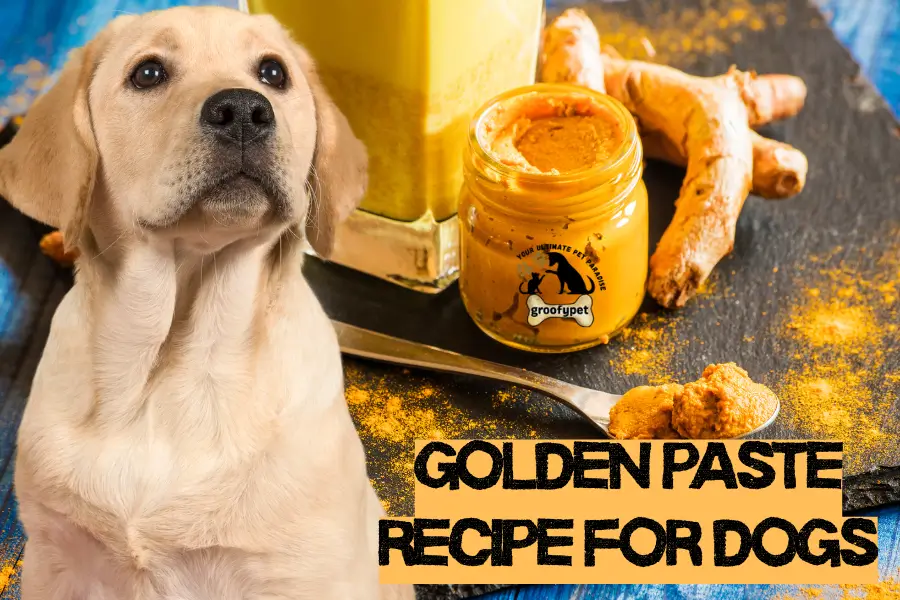 golden paste recipe for dogs