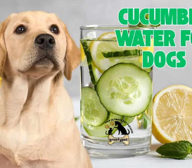 Cucumber Water for Dogs: The Simple Drink That Brings Big Health Smiles!