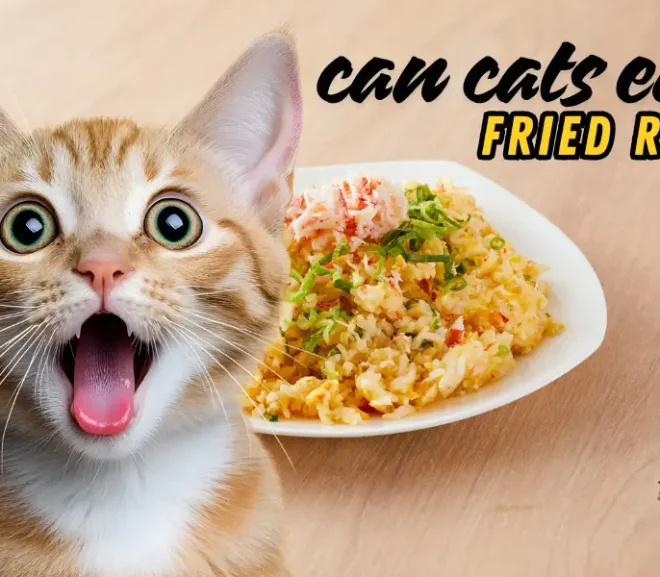 Can Cats Eat Fried Rice? A Gentle and Honest Guide for Every Pet Parent!