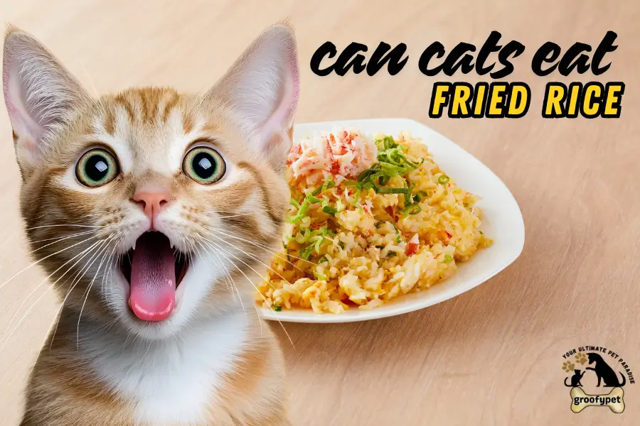 can cats eat fried rice