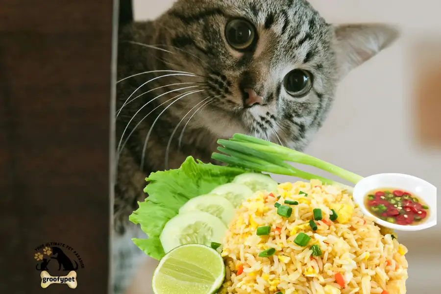 can cats eat fried rice