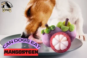 can dogs eat mangosteen