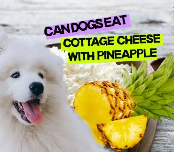 Can Dogs Eat Cottage Cheese with Pineapple? The Delicious Treat Your Pup Will Love!