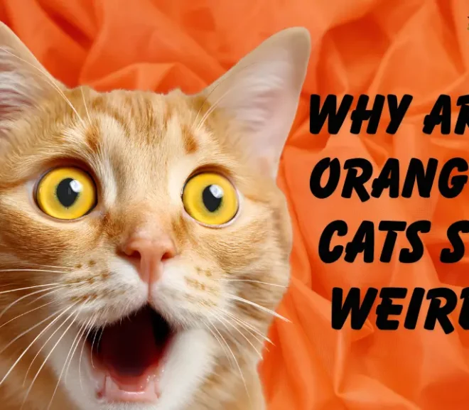 Why Are Orange Cats So Weird? A Heartwarming Look Into Their Playful World!