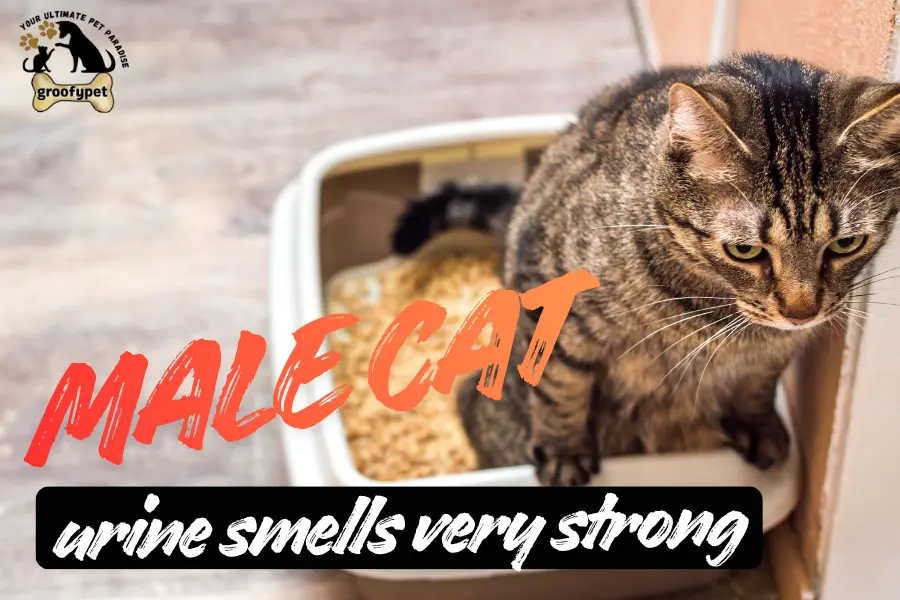 male cat urine smells very strong