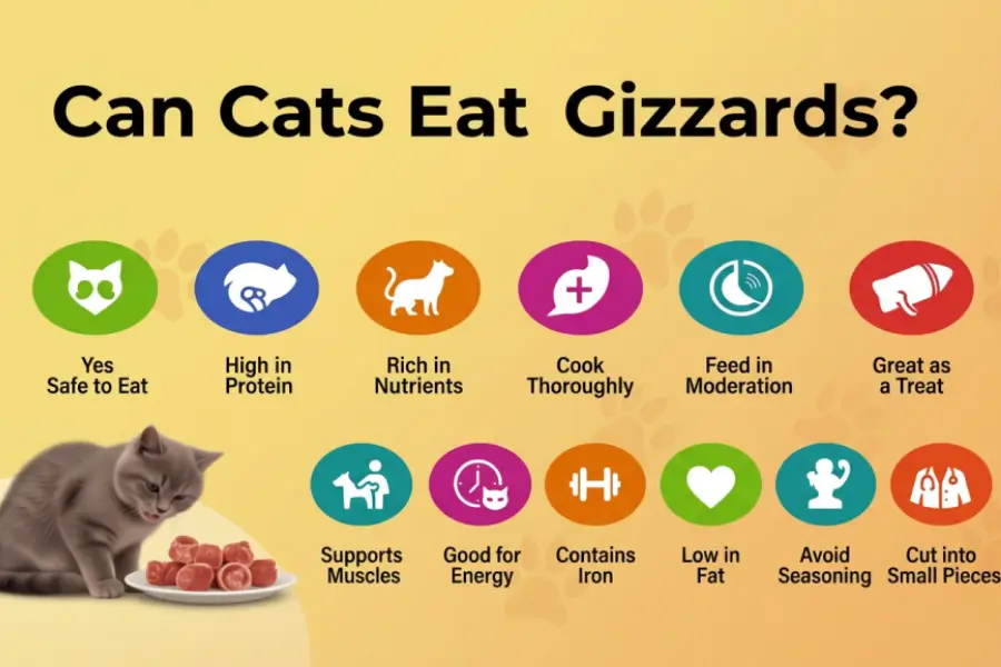 Can Cats Eat Gizzards