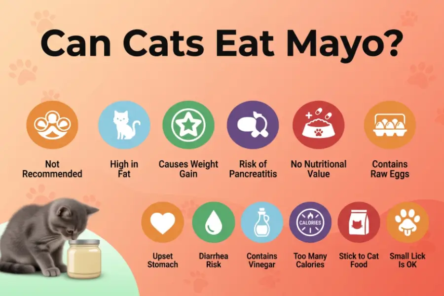 Can Cats Eat Mayo