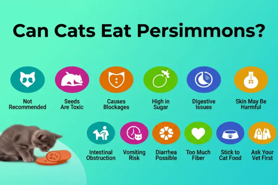 Can Cats Eat Persimmons
