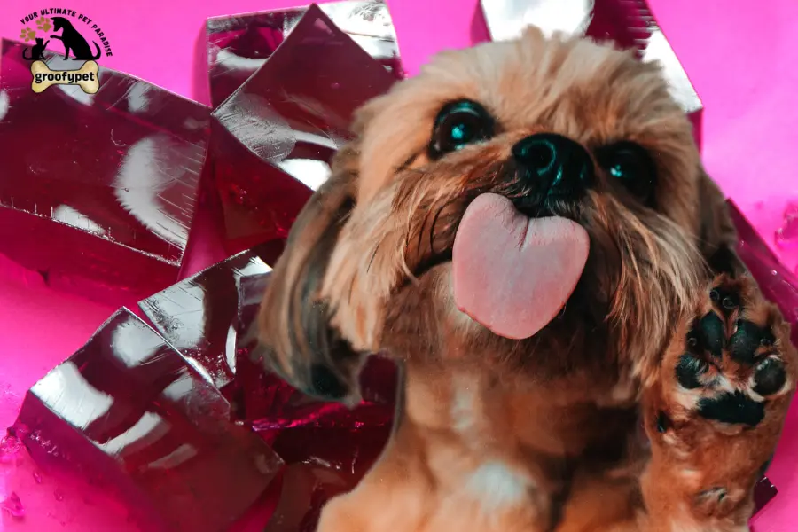 can dogs eat jello