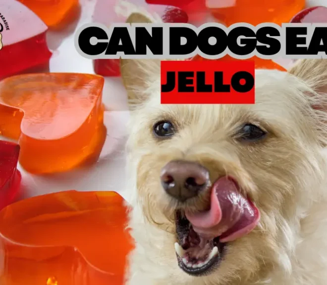 Can Dogs Eat Jello Safely or Is It a Hidden Health Risk?