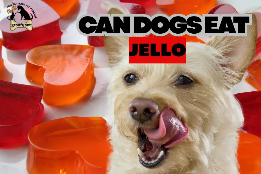 can dogs eat jello