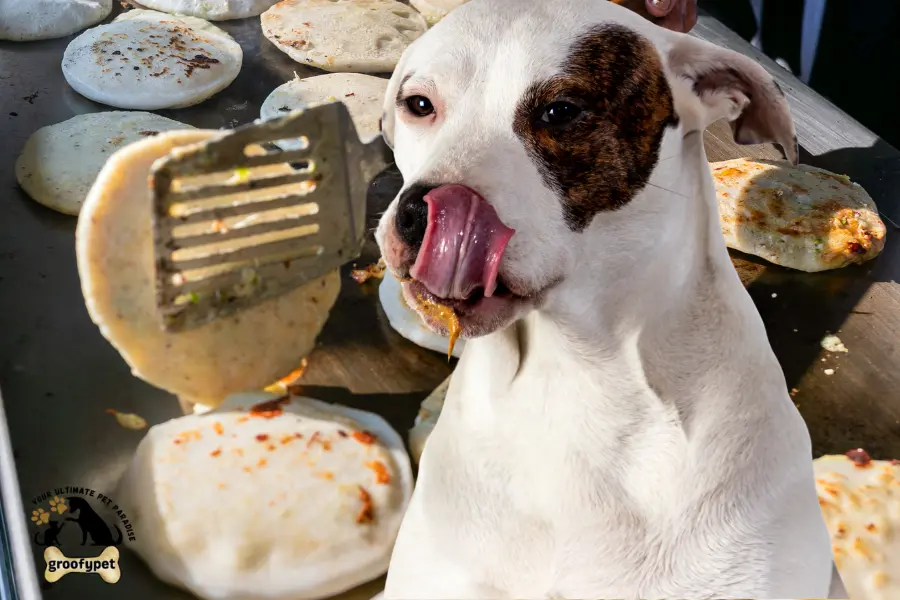 can dogs eat pupusas