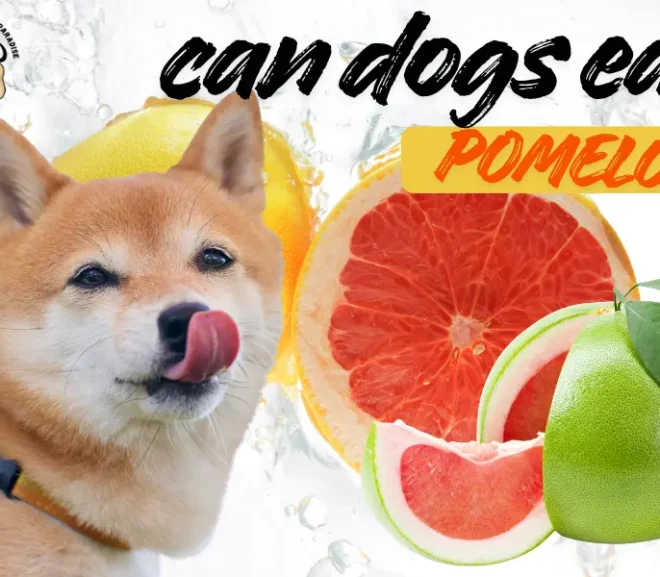 Can Dogs Eat Pomelo? Discover the Safe Way to Share This Juicy Fruit!