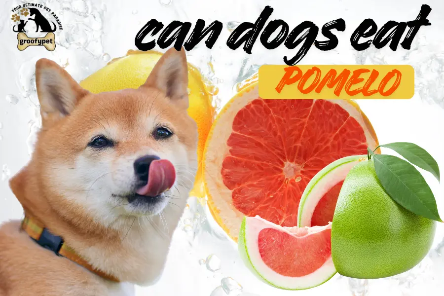 can dogs eat pomelo