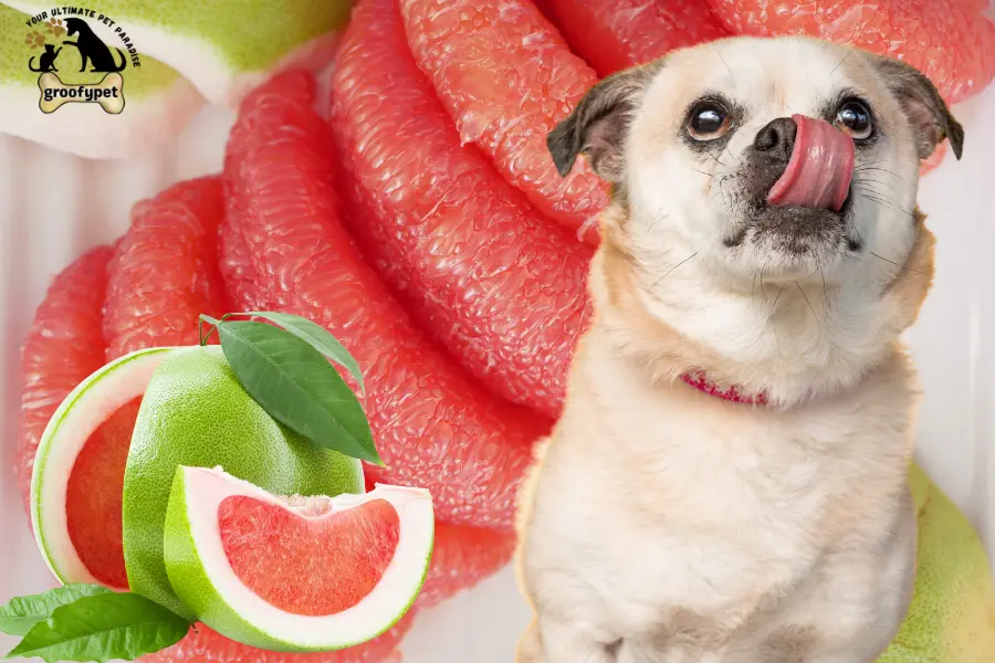 can dogs eat pomelo