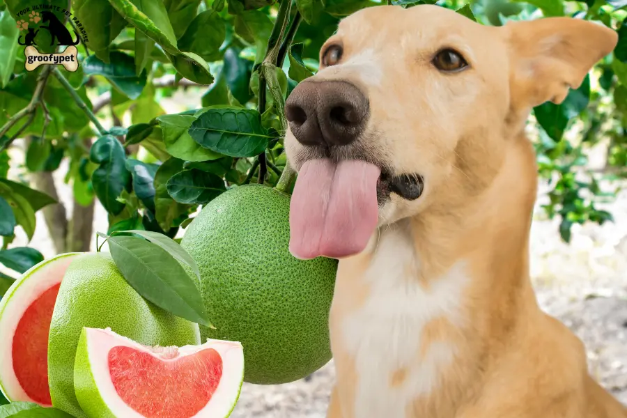 can dogs eat pomelo