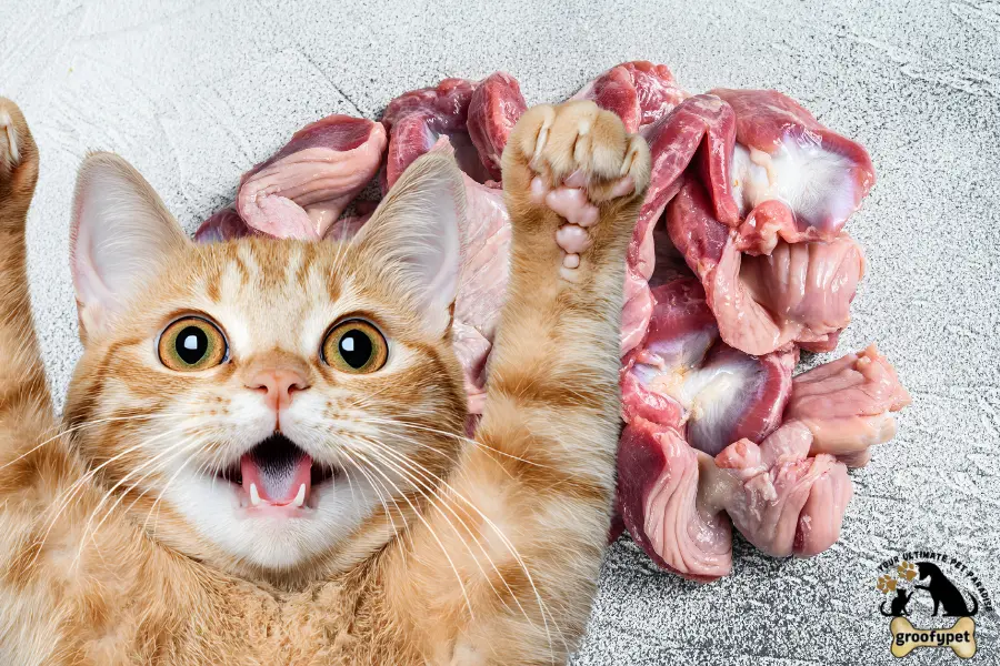 can cats eat gizzards