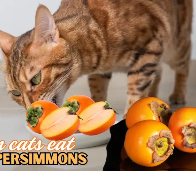 Can Cats Eat Persimmons? Essential Advice to Keep Your Cat Healthy!