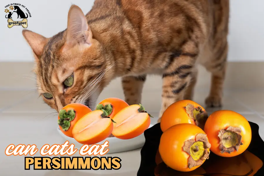 can cats eat persimmons