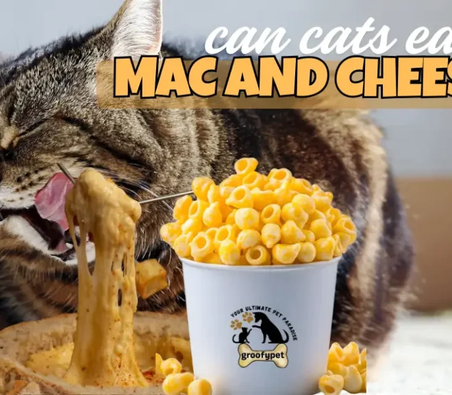 Can Cats Eat Mac and Cheese? The Ultimate Guide to Keep Your Kitty Safe!
