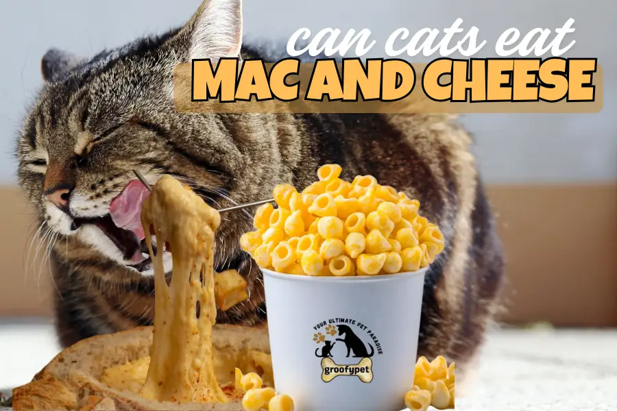 can cats eat mac and cheese