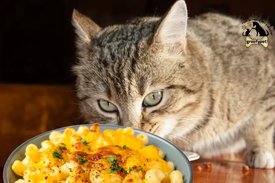 can cats eat mac and cheese