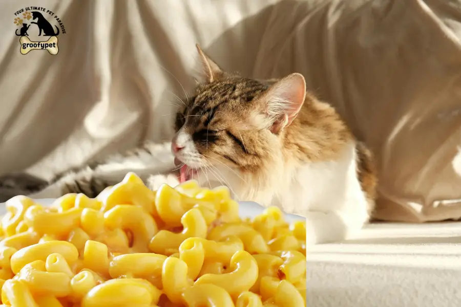 can cats eat mac and cheese
