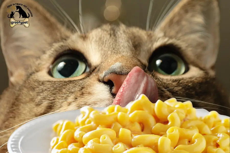 can cats eat mac and cheese