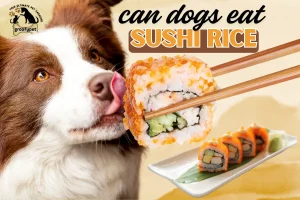 can dogs eat sushi rice
