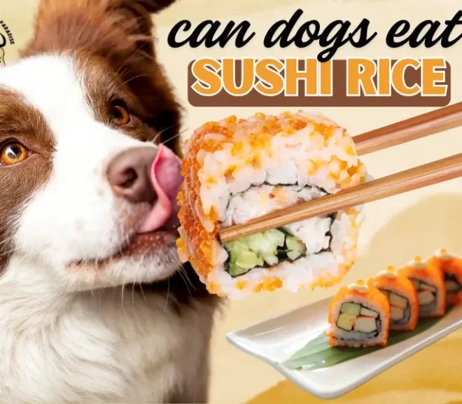 Can Dogs Eat Sushi Rice? A caring Guide for Worried Dog Owners!