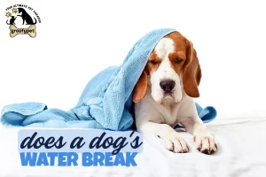 does a dog's water break