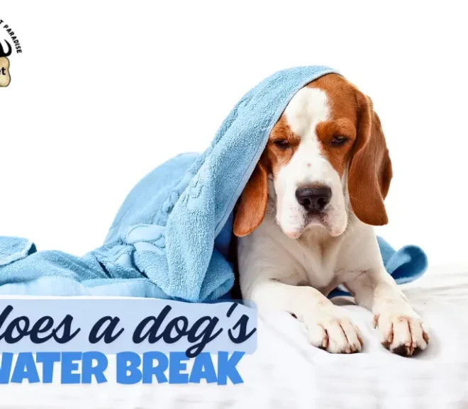 Does a Dog’s Water Break? Gentle Tips to Keep Your Dog Safe!