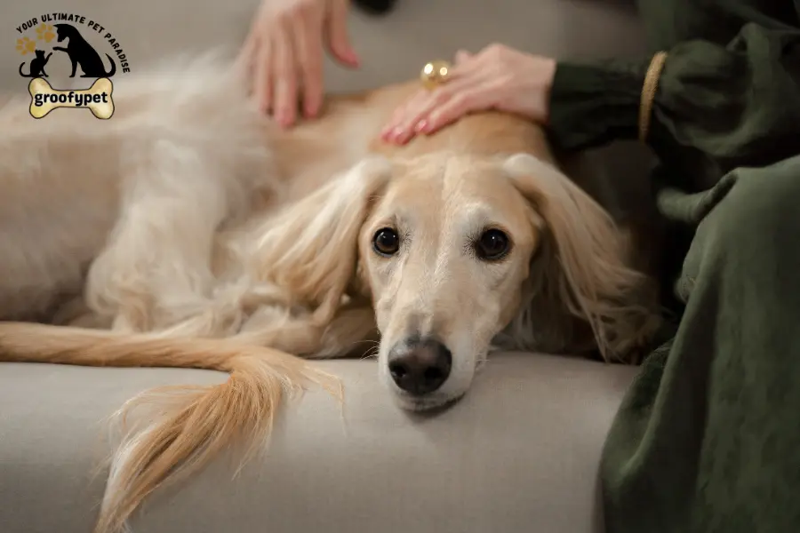 What causes high liver enzymes in dogs