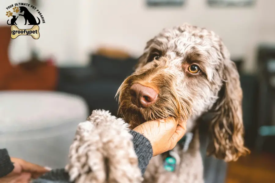 What causes high liver enzymes in dogs