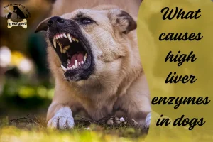 What causes high liver enzymes in dogs