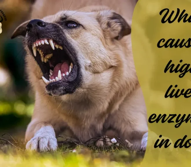 What Causes High Liver Enzymes in Dogs? A Gentle Guide Every Dog Parent Should Read!