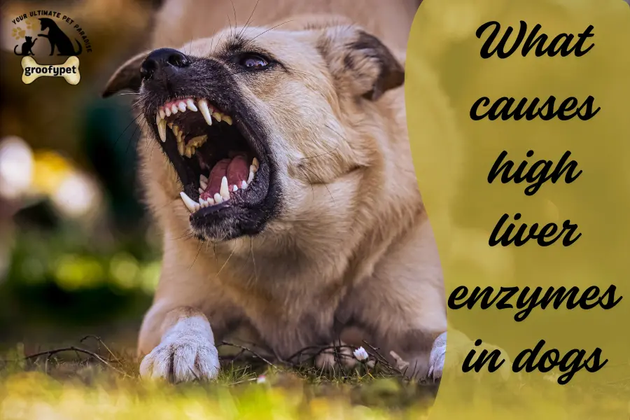 What causes high liver enzymes in dogs