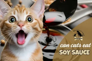 can cats eat soy sauce