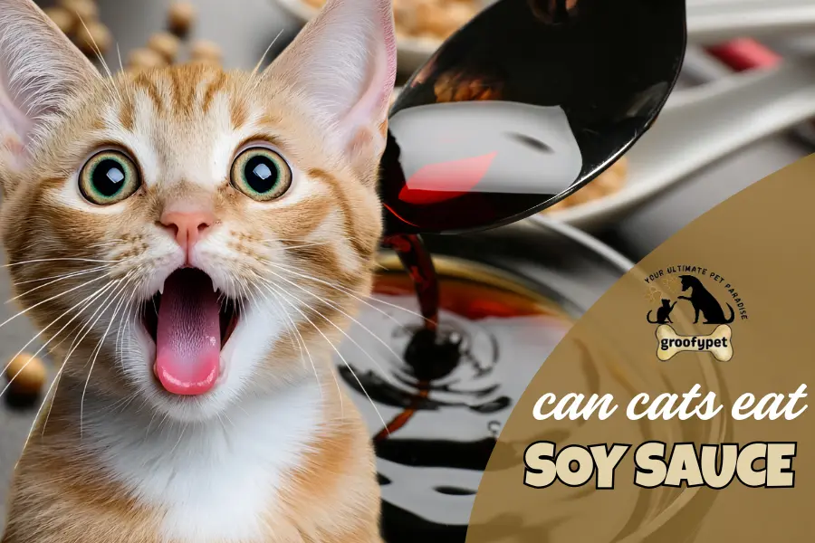 can cats eat soy sauce