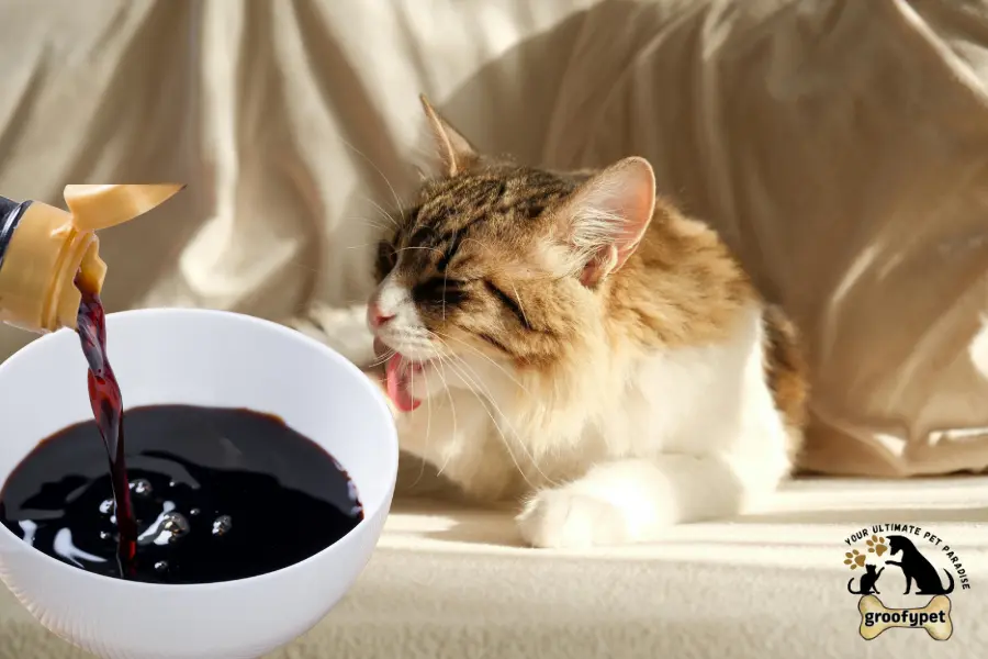 can cats eat soy sauce
