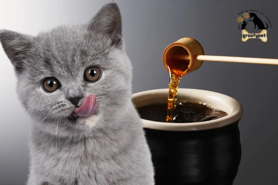 can cats eat soy sauce