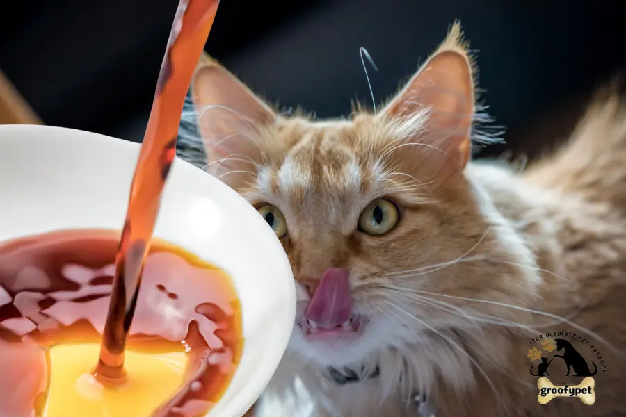 can cats eat soy sauce