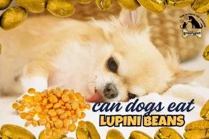 can dogs eat lupini beans