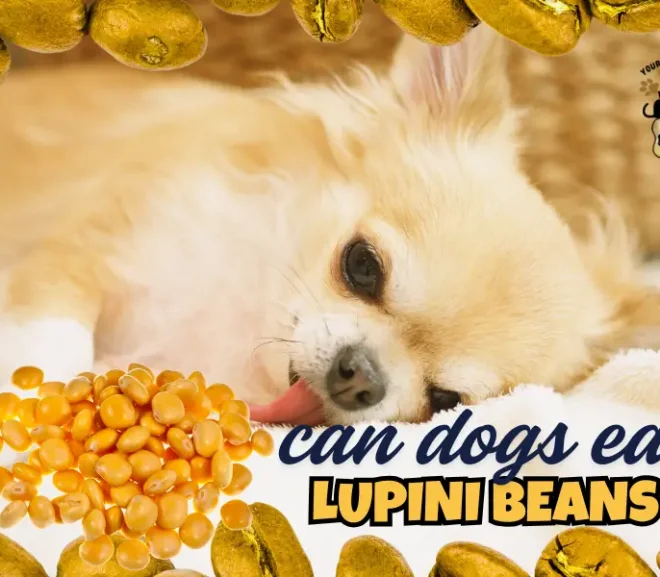 Can Dogs Eat Lupini Beans? Discover the Hidden Benefits and Risks!