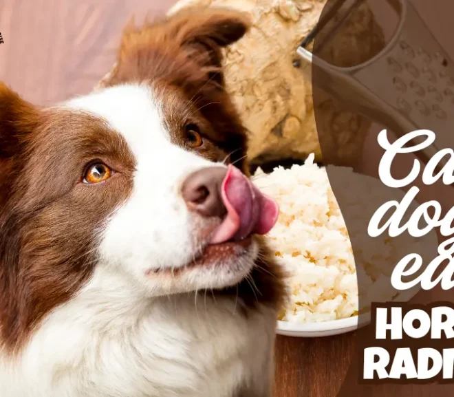Can Dogs Eat Horseradish?Risks, Benefits and How to Keep Dogs Safe!