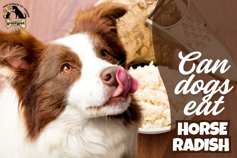 can dogs eat horseradish