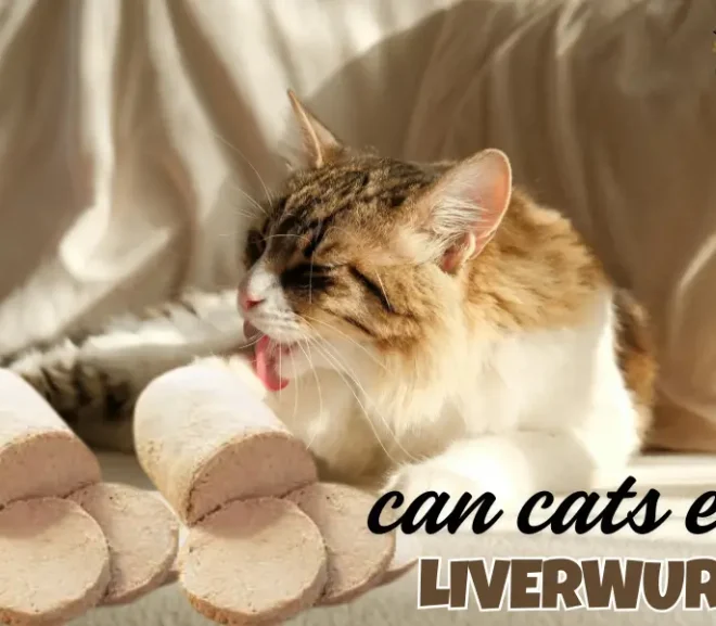 Can Cats Eat Liverwurst? Safety Tips and Hidden Risks Explained!
