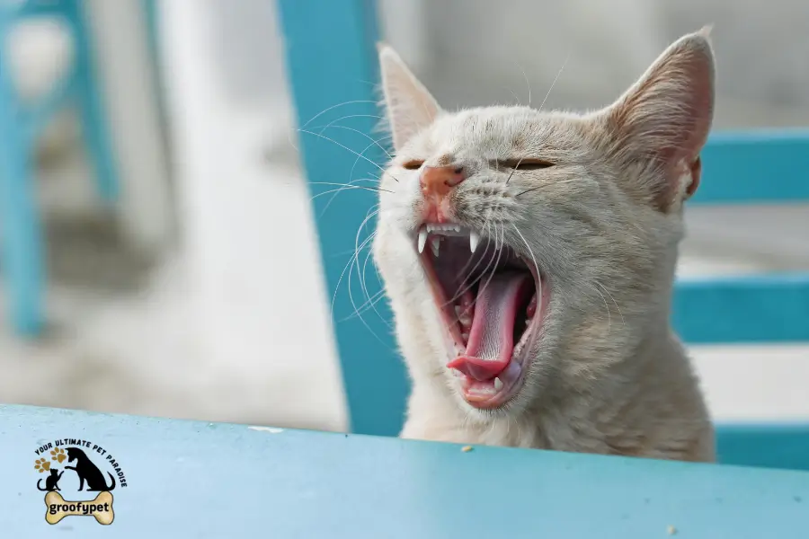 Cat With Floppy Ears