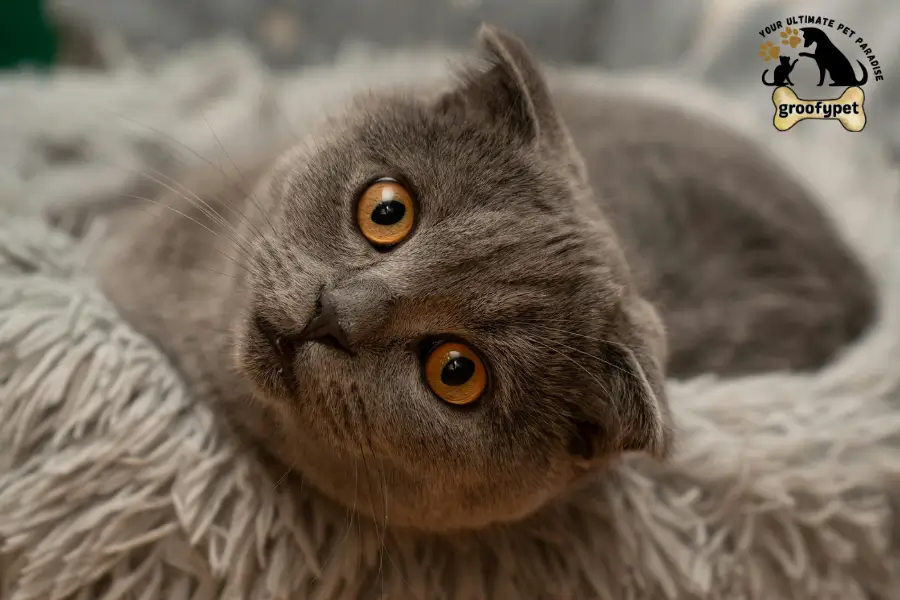 Cat With Floppy Ears